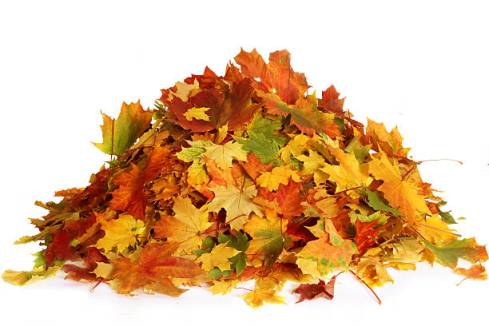 Pile of autumn maple colored leaves isolated on white background.