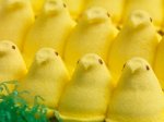 Yellow Marshmallow Chicks in Rows